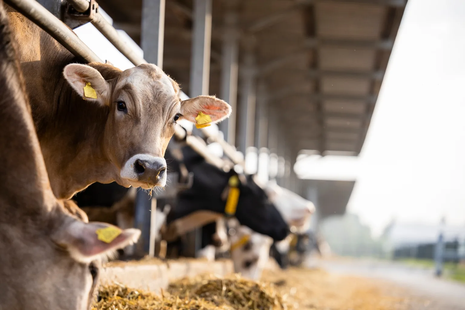 Neogen’s Re-Rating Potential Rises with 3M Food Safety Integration